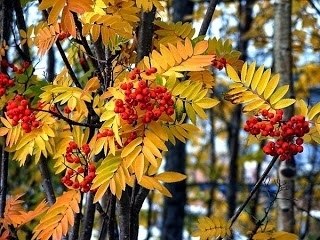 Бестрепетно Осень.Пустыми очамиГлядит меж стволамиЗадумчивых сосен,Прямых, тонколистыхБерез ...