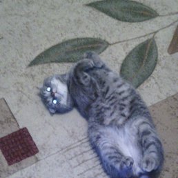 ���, ���������, 40 ���