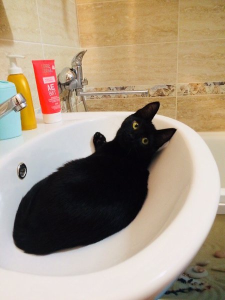 #Безкота_добро.Это мой котик) взяла в приюте. Сначала хотела другого, но моё сердце чувствовало, что ...