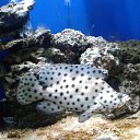 ���� �������, �������, 41 ��� - ��������� 11 ������� 2019 � ������ ���� ����������