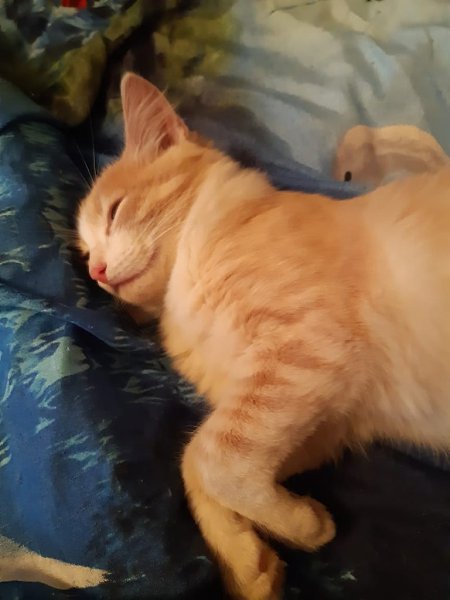 #Безкота_добро.Взял два дня назад котенка с улицы. Выхожу на работе покурить на девятом этаже, ... - 4
