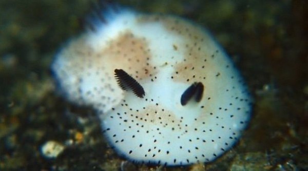Mop��o� c������ J�runna �arva, �a��� ���ec���� �a� ��p���� �y������ �po��� - 3
