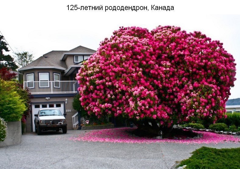 9 a e e  o . ? - 9