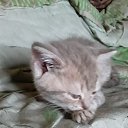 ���� �������, ������ ��������, 52 ���� - ��������� 6 ���� 2019 � ������ ���� ����������