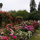  , , 70  -  15  2019   CA_2019_San Jose_Rose Garden_2