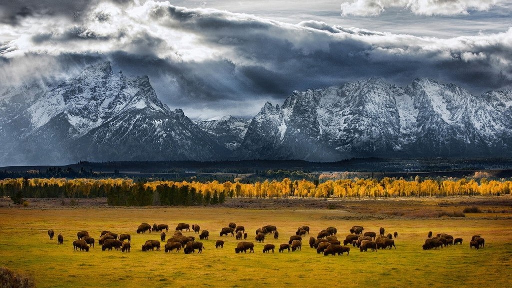  (Yellowstone National Park) -      .     ...