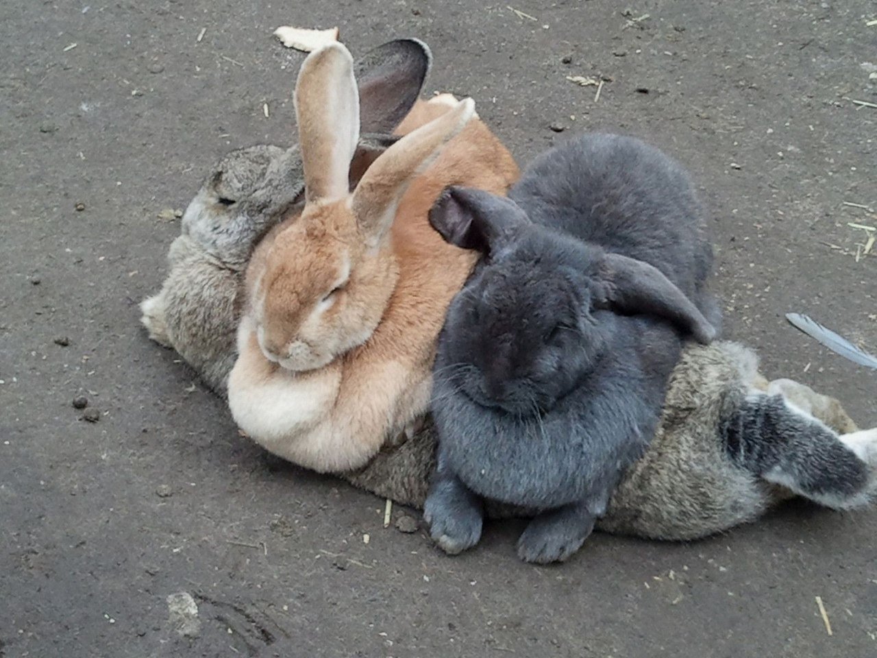 Смешное про зайцев. Забавный кролик. Смешные кролики. Два кролика. Смешной заяц.