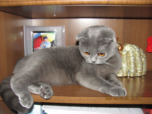 …Пожалуй, в каждом из нас есть немного от кошки. Кошачья грация, кошачий ум, кошачья независимость… ...