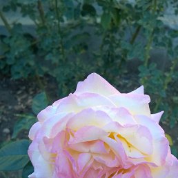 ���������, �����, 60 ���