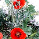 ���� Rosa, ��� - ��������� 18 ��� 2019 � ������ ������ ����