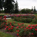  , , 70  -  15  2019   CA_2019_San Jose_Rose Garden_2