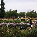  , , 70  -  15  2019   CA_2019_San Jose_Rose Garden_2