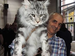 Самые большие коты в мире