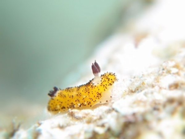 Mop��o� c������ J�runna �arva, �a��� ���ec���� �a� ��p���� �y������ �po��� - 6