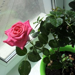 �����, ���������