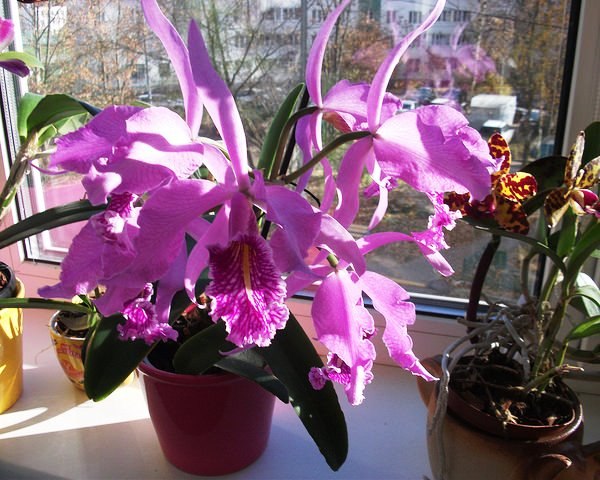 . (Cattleya)    ,        ... - 4