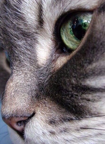 Котьи носики — возможно, одна из самых хороших котьих запчастей. - 5