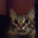 ���� �����, �����������, 56 ��� - ��������� 4 ��� 2019 � ������ ������