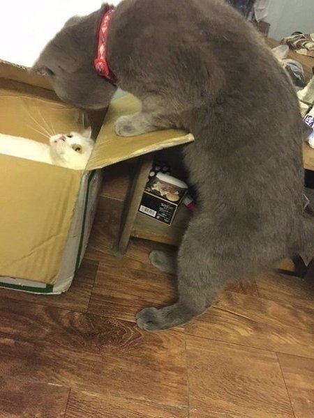 Oтделение семейные роды. Кошка должна вот-вот родить, папаша заглядывает в ожидании потомства
