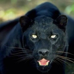 ����, �������, 55 ���