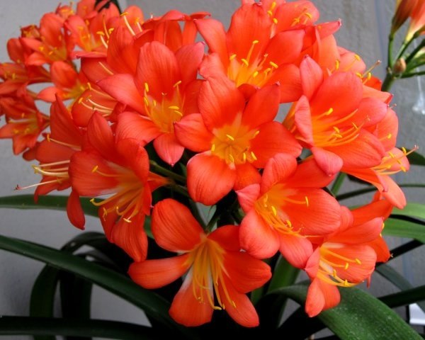 . (Clivia)       , ...