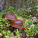 ���� �������, ������, 64 ���� - ��������� 12 ���� 2019 � ������ ������ ��������