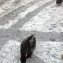 ���� ������, ���������, 52 ���� - ��������� 20 ���� 2019 � ������ ���� ����������