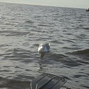 ���� ��������, ������������, 59 ��� - ��������� 18 ������ 2019 � ������ ���� ����������