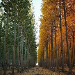 ��������, �����, 40 ���