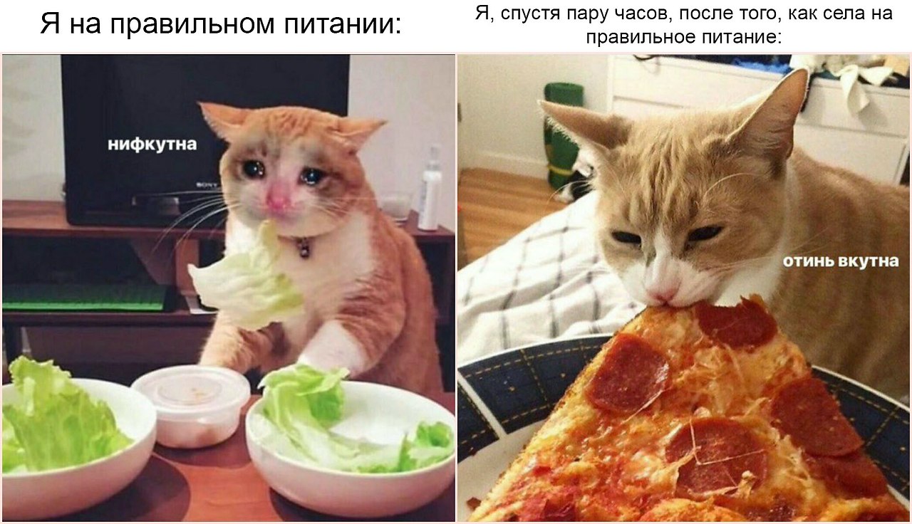И вкусно и грустно. Котик невкусно и грустно. Мемы с котом и салатом. Мемы с котами и едой. Мемы коты с салатом.