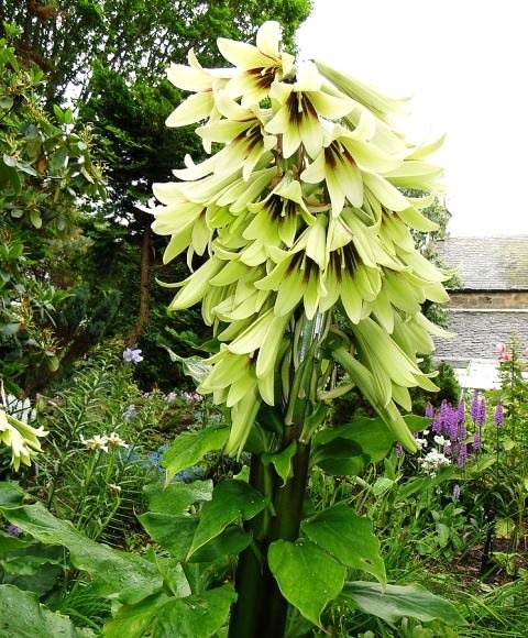 Лилия Кардиокринум.Гигантская лилия Кардиокринум (Cardiocrinum) в природе широко распространена в ...