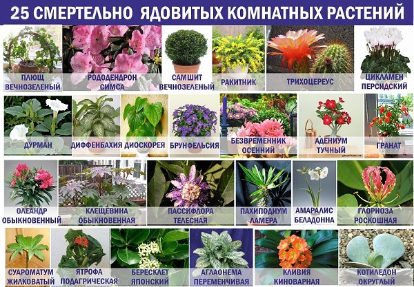 Какие комнатные растения ядовиты и опасны? Домашние растения сегодня можно увидеть практически в ...