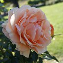  , , 70  -  18  2019   CA_2019_San Jose_Rose Garden