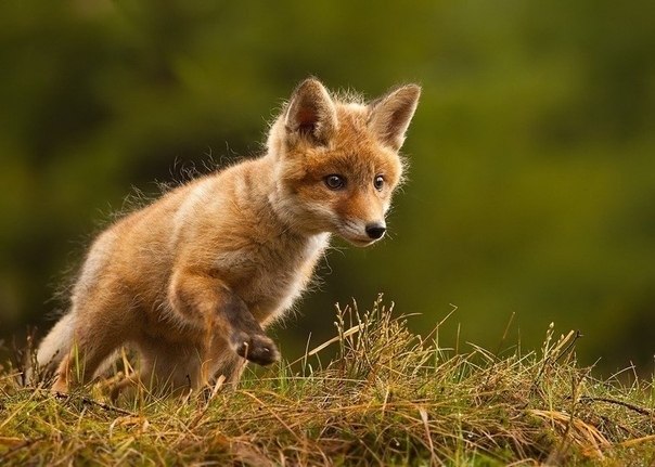  o oo Robert Adamec. |   - 4