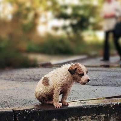 Животные - не мусор. Не нужно брать, чтобы потом выкинуть. - 5