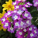 ���� Dragonsha (������), �����-��������� - ��������� 25 ���� 2019 � ������ ������