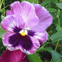 ���� �������, �������, 41 ��� - ��������� 3 ������ 2019 � ������ ������ ��������