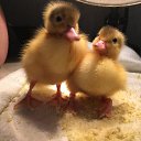 ���� �������, �������, 62 ���� - ��������� 20 ������� 2019 � ������ ������ ��������