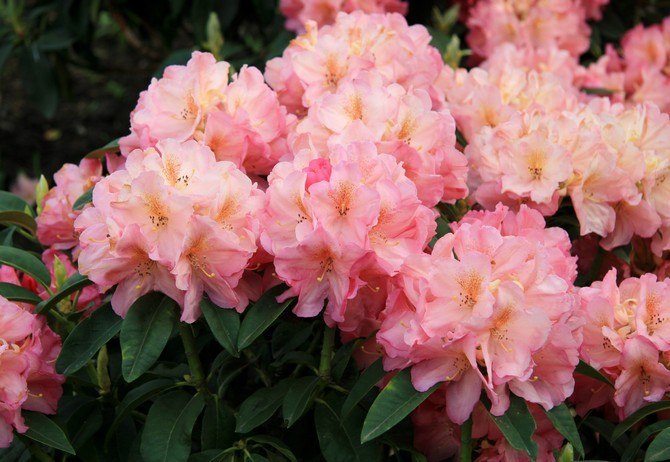 Уход за рододендроном.Рододендрон (Rhododendron) – род полулистопадных, листопадных и вечнозеленых ... - 2
