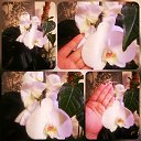 ���� Yliana, ������, 54 ���� - ��������� 23 ������ 2019