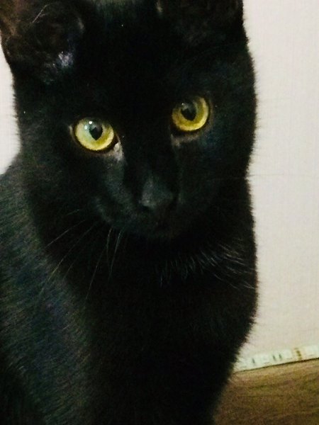 #Безкота_добро.Это мой котик) взяла в приюте. Сначала хотела другого, но моё сердце чувствовало, что ... - 4