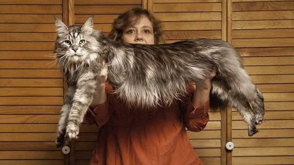 Кот Сигнус - рекордсмен книги Гиннеса как обладатель самого длинного котьего хвоста. Длина хвостика ... - 2