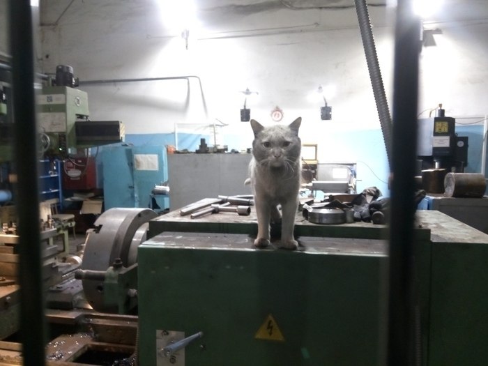 Заводы стоят, одни только котики и работают - 5