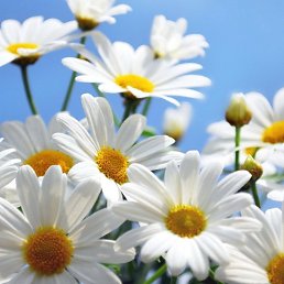 ������, ������, 55 ���