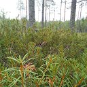 ���� Olga, ������������ - ��������� 17 ������� 2019 � ������ ���� ����������