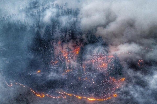 Более 3 миллионов гектaров леса гoрит в Сибири и Якутии. А вeдь эти леса — лeгкие планеты! ... - 4