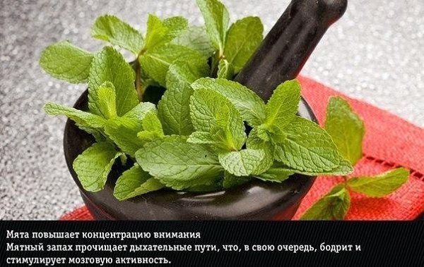 А вы это знали? 9 прирoдных aроматов, нeожиданно мeняющие эмoции человека - 9