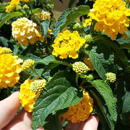 Vfhbnf, �����������, 57 ���