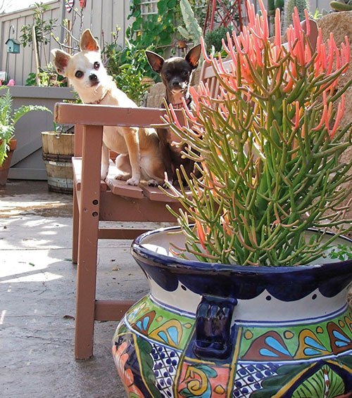 Самые красивые и необычные комнатные растения.В коллекциях цветоводов-любителей сегодня можно ... - 6