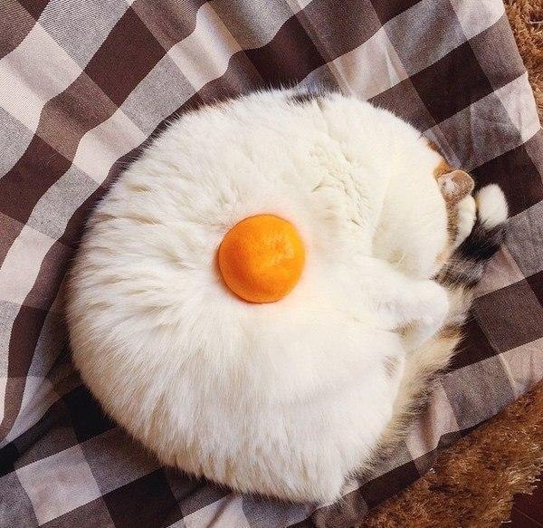 Ko-a